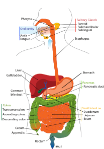 Digestive system lesson